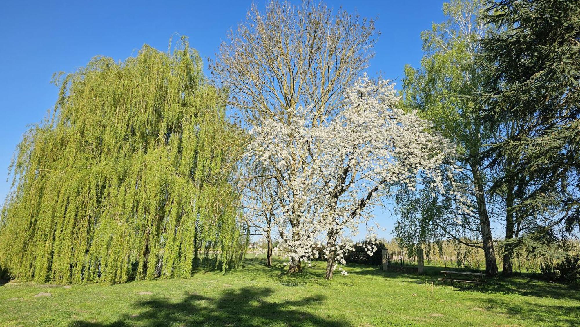 Ferienwohnung Domaine Des Moizons, Le Figuier Villebernier Exterior foto